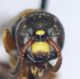Macrocalymma_smithianum_head.FEI.jpg
