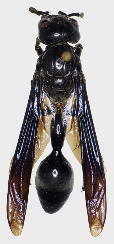 Zethus_coeruleopennis_dorsal.FEI.jpg