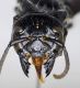 Zethus_coeruleopennis_head.FEI.jpg