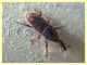 probabile Sitophilus oryzae in pasta integrale dai 2,5 ai 3,5 mm. - Anzio 14.3.2020 - (8).JPG