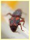 probabile Sitophilus oryzae in pasta integrale dai 2,5 ai 3,5 mm. - Anzio 14.3.2020 - (7).JPG