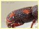 probabile Sitophilus oryzae in pasta integrale dai 2,5 ai 3,5 mm. - Anzio 14.3.2020 - (4).jpg