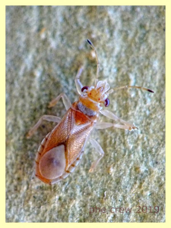 Thaumastocoridae - quasi 3 mm. - sotto corteccia di Eucalipto - Anzio - 10.9.2019 - (4).JPG