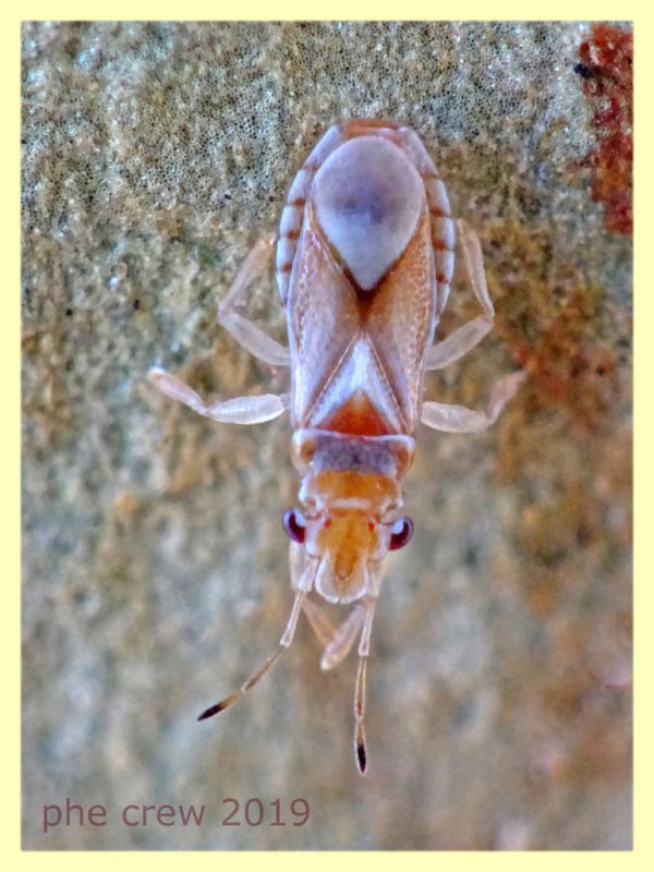 Thaumastocoridae - quasi 3 mm. - sotto corteccia di Eucalipto - Anzio - 10.9.2019 - (3).JPG