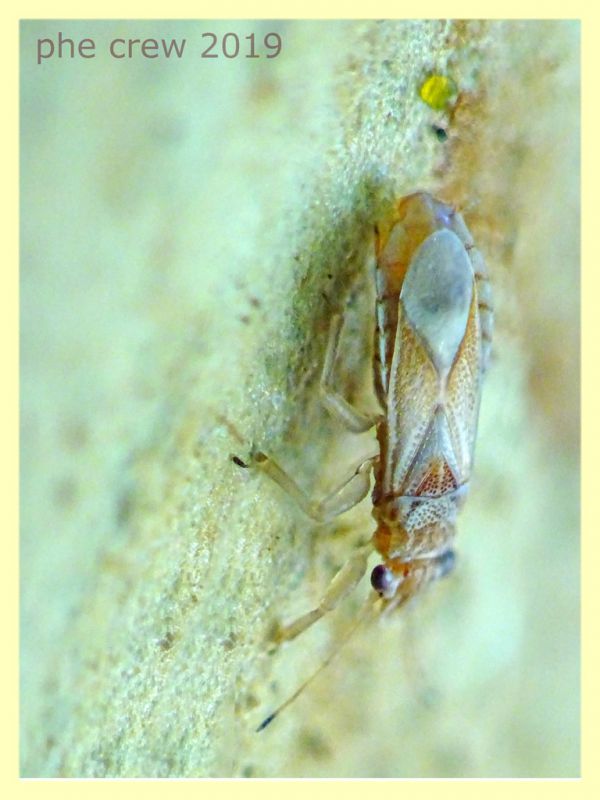 Thaumastocoridae - quasi 3 mm. - sotto corteccia di Eucalipto - Anzio - 10.9.2019 - (1).JPG