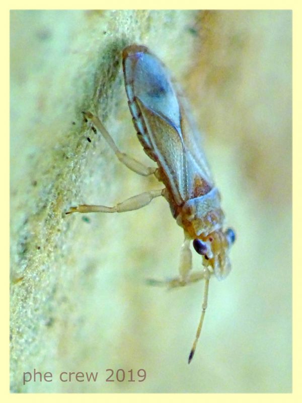 Thaumastocoridae - quasi 3 mm. - sotto corteccia di Eucalipto - Anzio - 10.9.2019 - (2).JPG