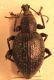 Pseudonothus dorsale.JPG