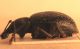 Pseudonothus profilo.JPG
