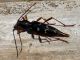 Isotomus_barbarae_Serrone_6-VII-2010.jpg