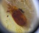 28) Carabidae.JPG
