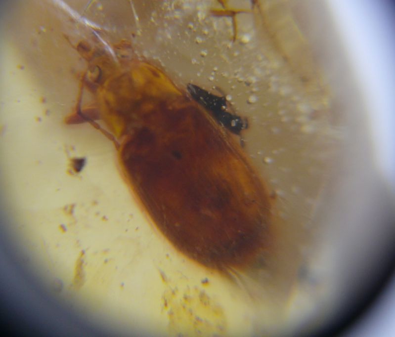 28) Carabidae.JPG