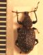 Rugostriatus dorsale.JPG