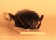 Armadillo apice elitre.JPG
