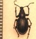 sp. dorsale.JPG