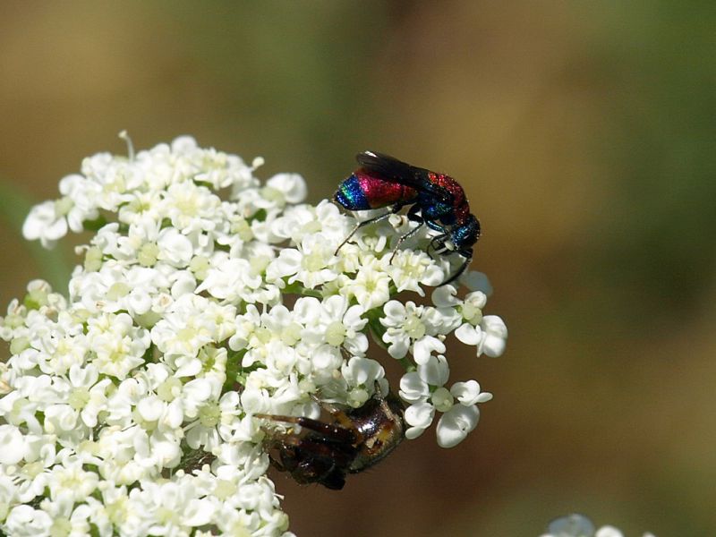 Chrysidae_1_Scalambra_6-VII-2010.jpg