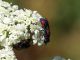Chrysidae_2_Scalambra_6-VII-2010.jpg