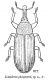 lomederus.JPG