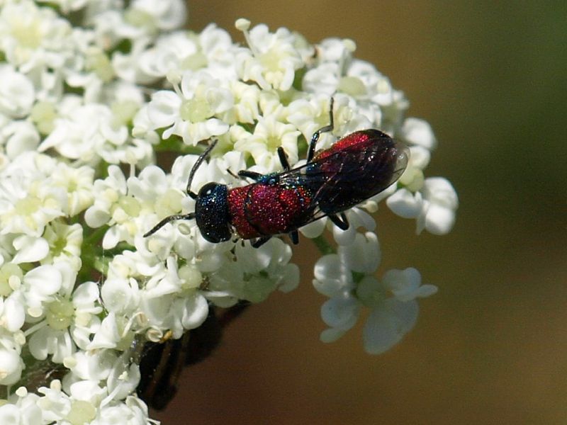 Chrysidae_3_Scalambra_6-VII-2010.jpg