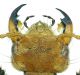 small1Dinothenarus flavocephalus.jpg
