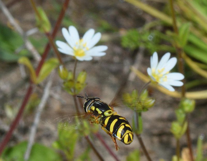 Chrysotoxum sp..jpg