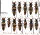 Staphylinidae 51.JPG