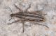 Curculionidae Urla Ev2.jpg