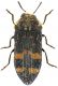 Acmaeodera-Spilia.jpg