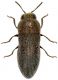 Acmaeoderella-Spilia.jpg