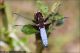 Libellula_depressa_M_2362.jpg