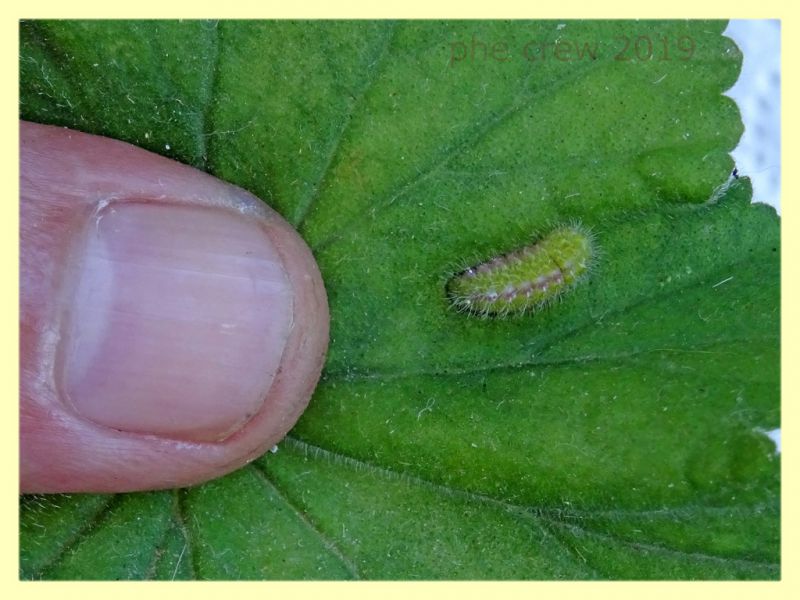 larva matura 9 mm. - 30.7.2019 - (4).JPG