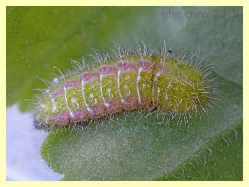 larva matura 9 mm. - 30.7.2019 - (58).JPG