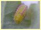 larva matura 9 mm. - 30.7.2019 - (67).JPG
