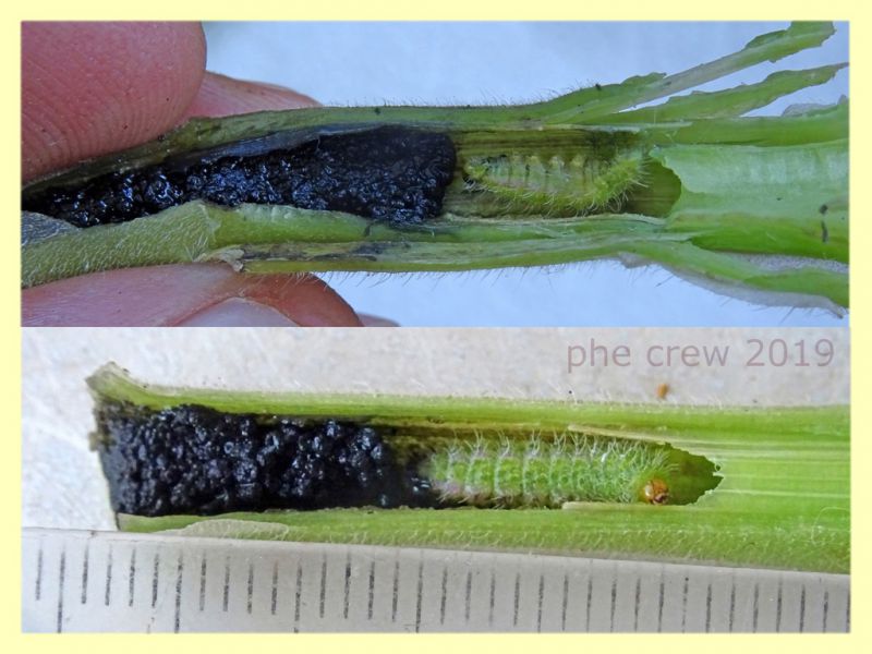 larva nel gambo 8 mm. 30.7.2019 - (26).JPG