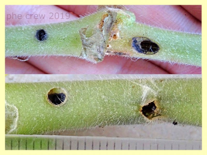 larva nel gambo - 30.7.2019 - (12).JPG