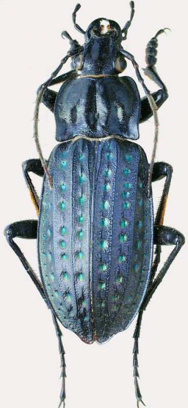 clathratus copia 5.JPG