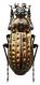 clathratus auraniensis J. Müller, 1903 - kopie.JPG