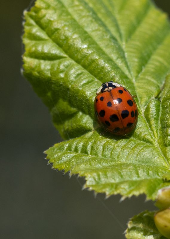 Harmonia axyridis (Coccinella arlecchino).jpg