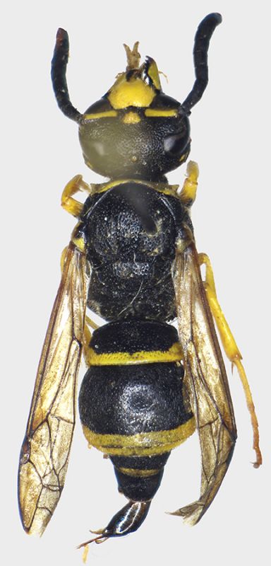 Ancistrocerus_oviventris_dorsal.FEI.jpg