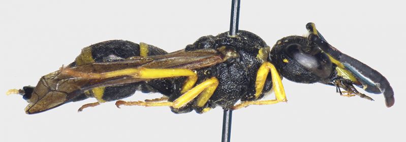 Ancistrocerus_oviventris_lateral.FEI.jpg