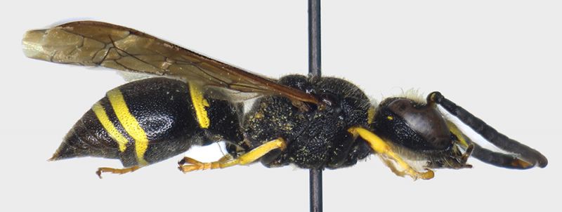 Ancistrocerus_scoticus_lateral.FEI.jpg