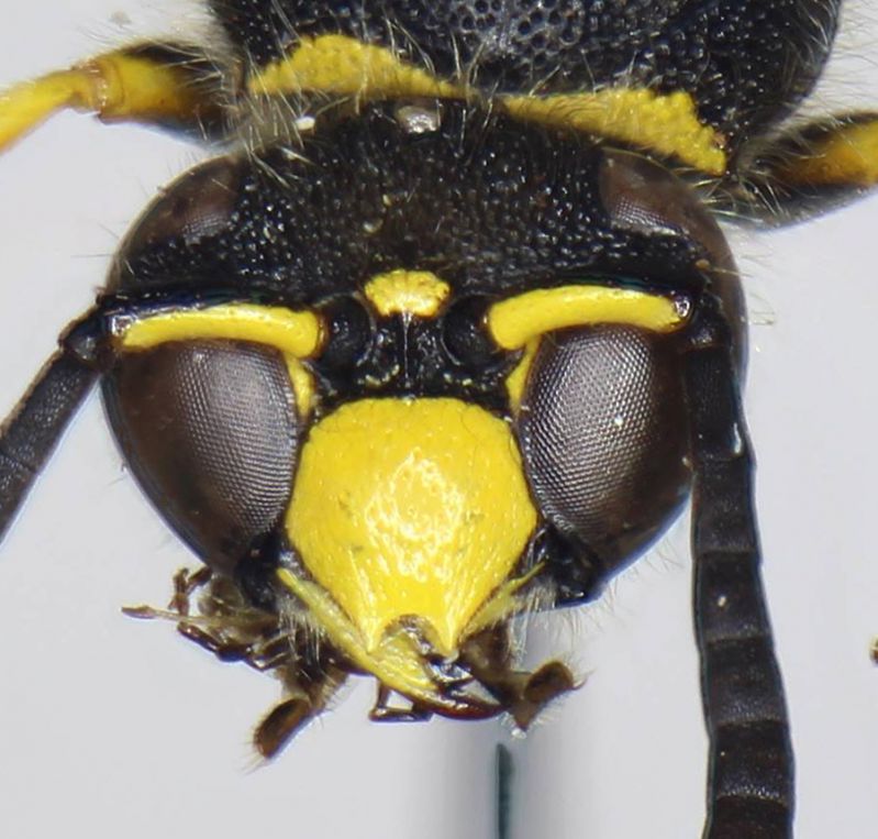 Ancistrocerus_scoticus_head.FEI.jpg