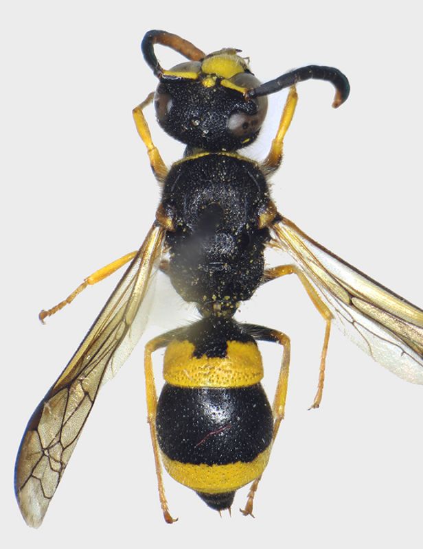 Ancistrocerus_abditus.FEI.jpg