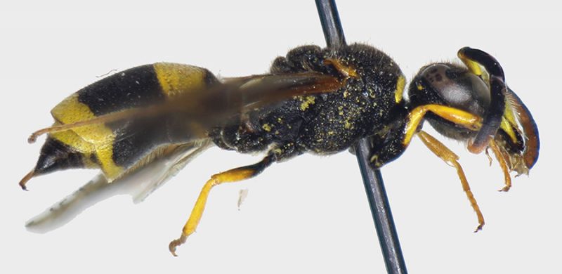 Ancistrocerus_abditus_lateral.FEI.jpg