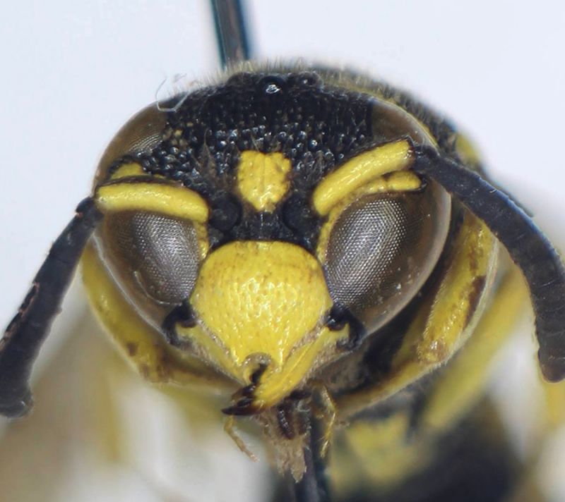 Antepipona_orbitalis_head.FEI.jpg