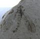 60) Insetto fossile alato.JPG