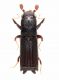 Neotrachyostus distinctus MASCHIO-PHOTOSHOP.jpg