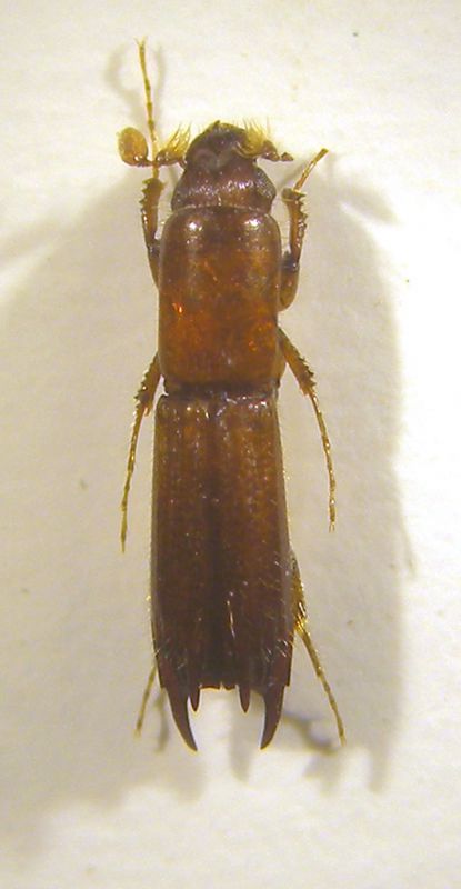 Platypodinae dorsale copia.jpg