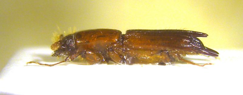 Platypodinae laterale copia.jpg