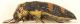 Acmaeoderella-Spilia-laterale-originale.jpg