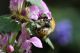 IMG_9770_Bombus_poss_muscorum (2).JPG